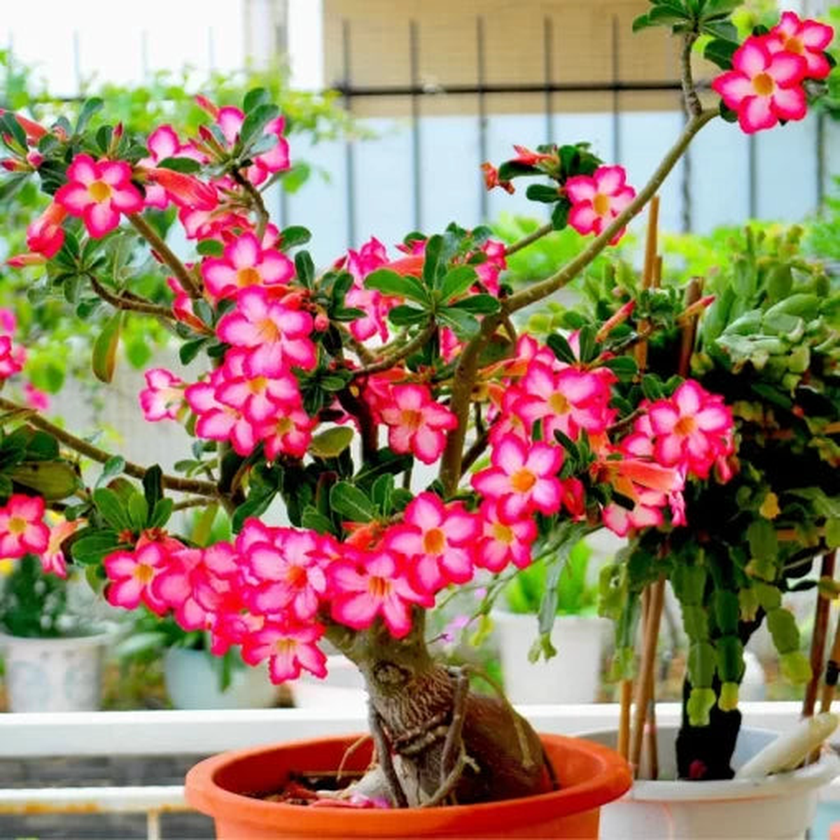 Adenium Obesum Desert Rose Seeds | Rainbow Flowering Bonsai Variety Heirloom, Non-GMO, High Germination Organic Garden Seeds