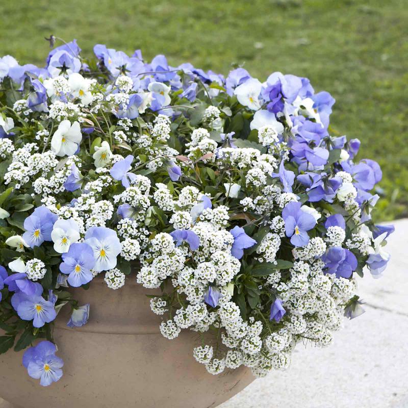 Alyssum Seeds - Snowcloth