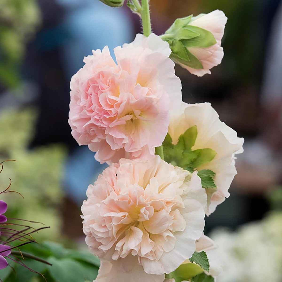 Apricot Peach Parfait Flower Seeds for Planting Heirloom, Non-GMO, Easy to Grow, Annual