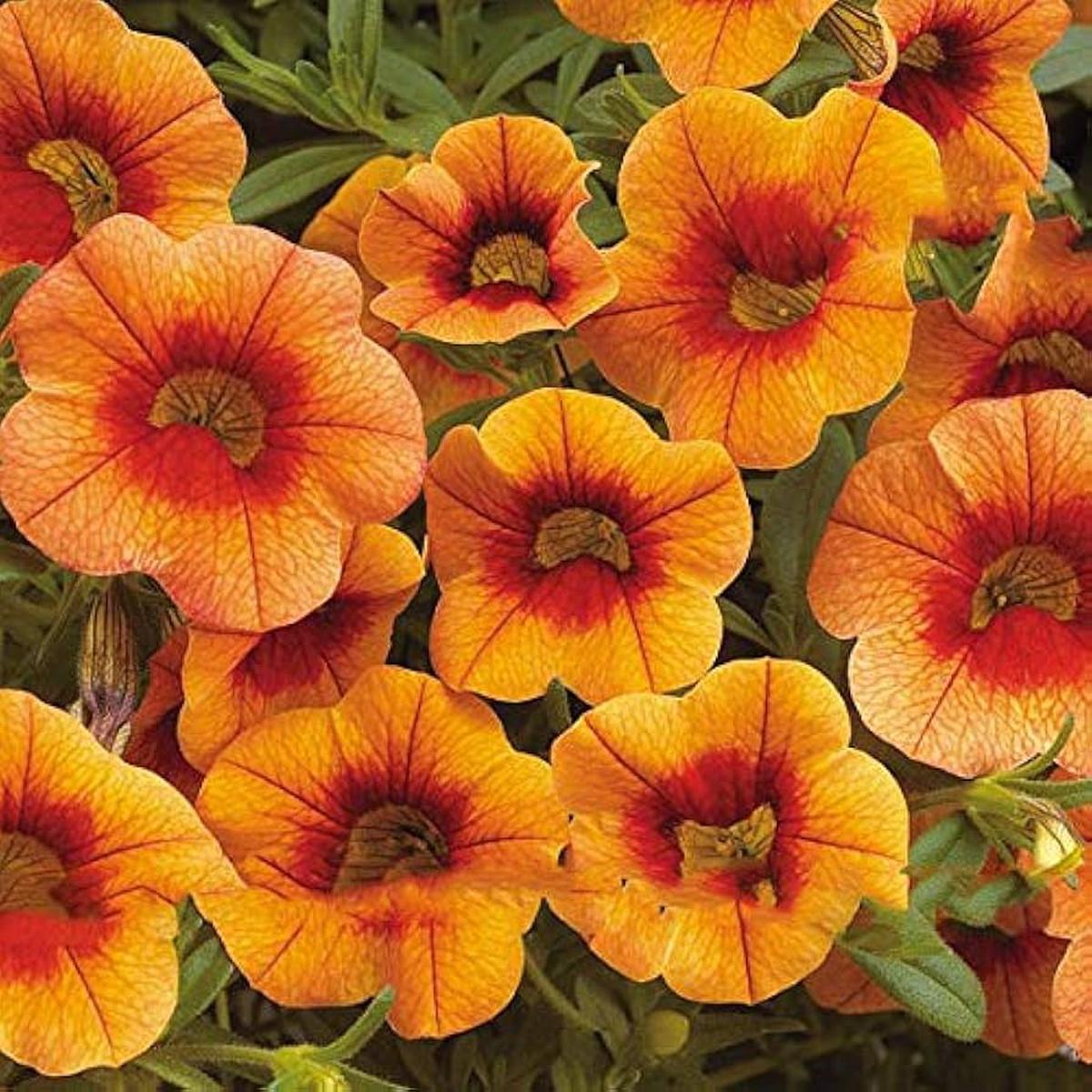 Apricot Punch Calibrachoa Organic Petunia Seeds for Planting in Balcony and Hanging Baskets