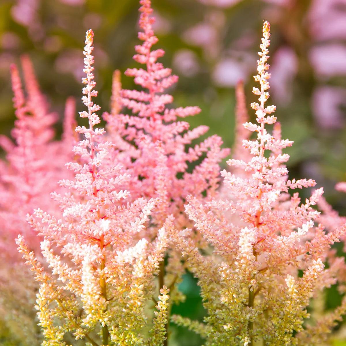 Astilbe Flower seeds for Planting Vibrant Colors Heirloom & GMO Free Seeds for Home Garden Sale