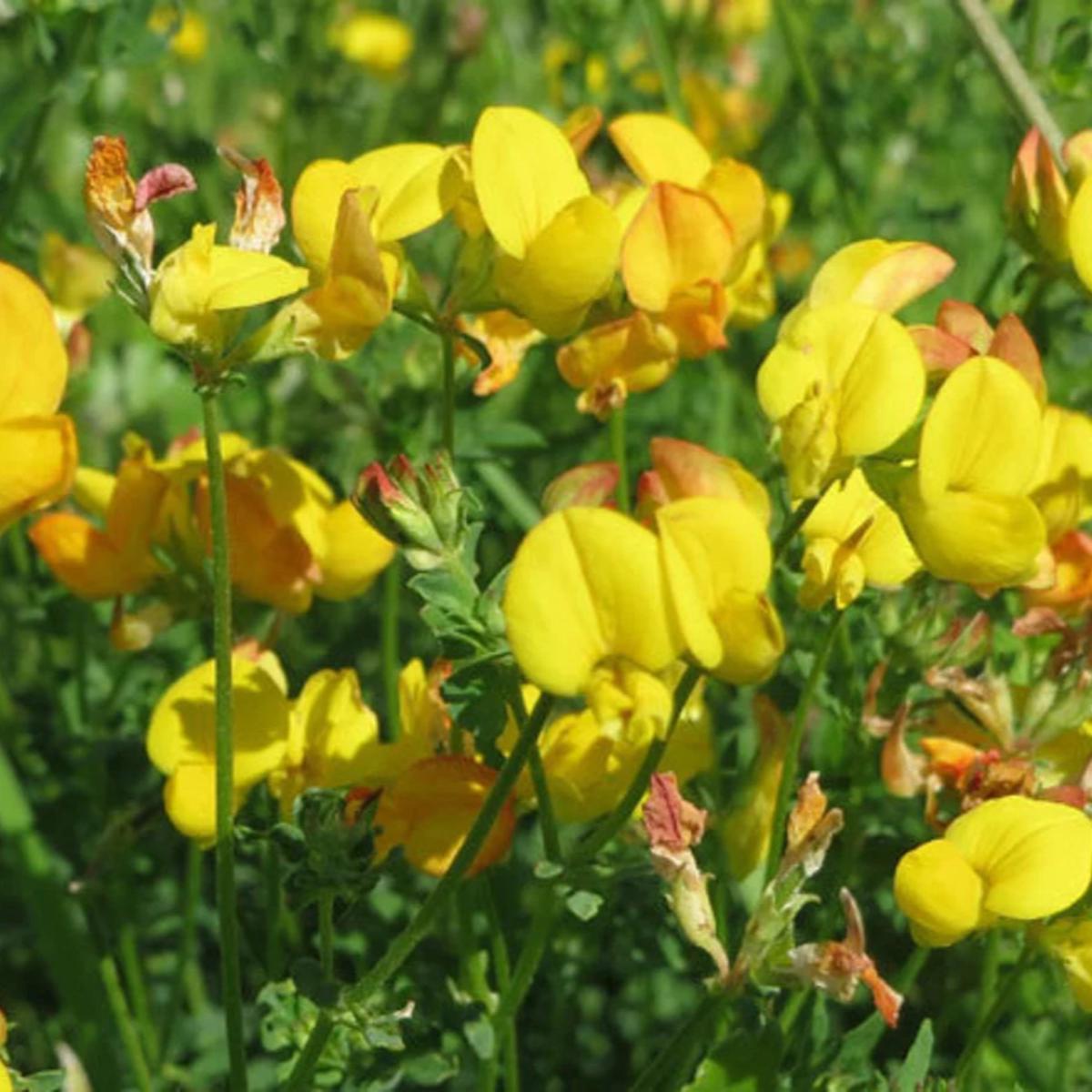 Bird's-Foot Trefoil Flower Seeds for Planting  Heirloom, Non-GMO, Easy to Grow, Perennial