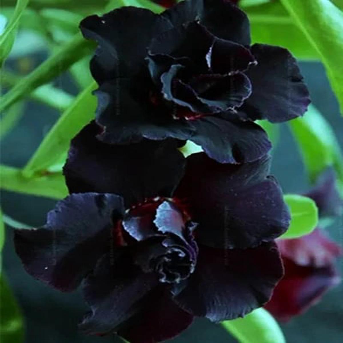 Black Adenium Flower Seeds Exotic Wildflower Mix, Heirloom & Non-GMO for Home Garden