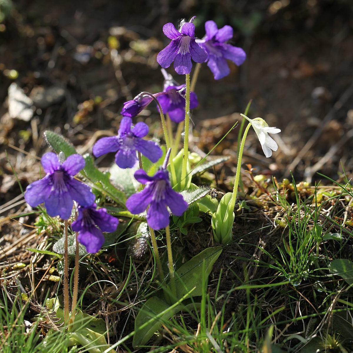 Blue Butterwort Flower seeds for Planting Easy to Grow Heirloom & GMO Free Seeds for Home Garden Sale