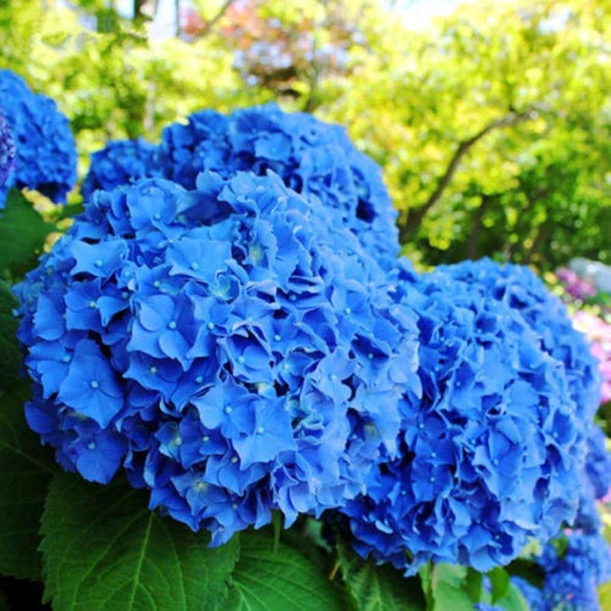 Blue Hydrangea Hydrangea Macrophylla Seeds for Planting - Ideal for Flower Bed & Home Garden