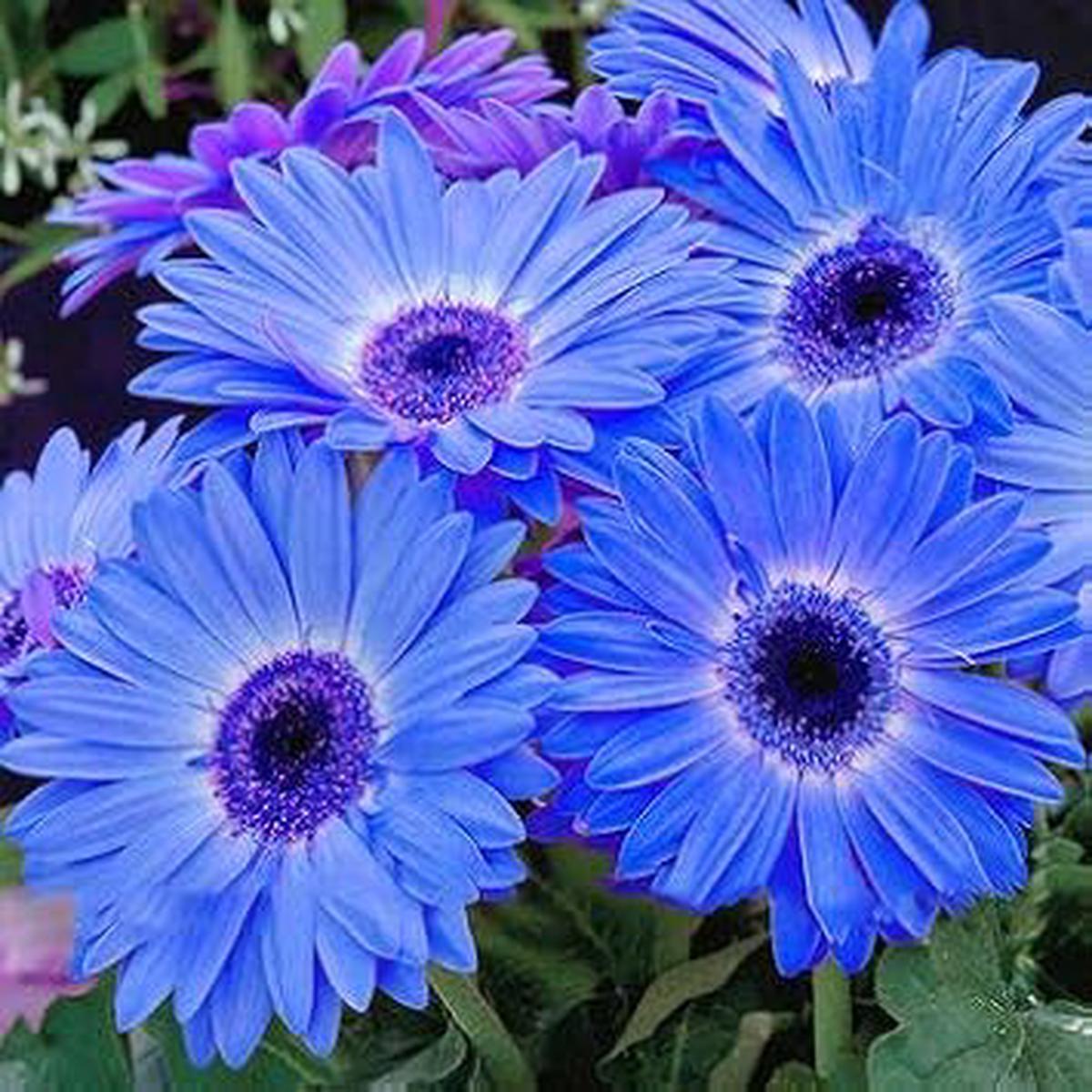 Blue Osteospermum Flower Seeds Heirloom, Organic, Non-GMO Seeds for Planting, High Germination