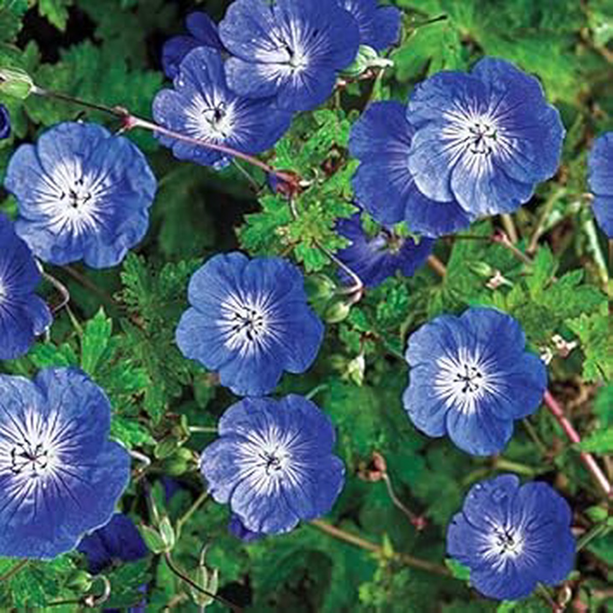 Blue & White Geranium Flower Seeds for Planting Heirloom, Non-GMO, High Germination Organic Garden Seeds