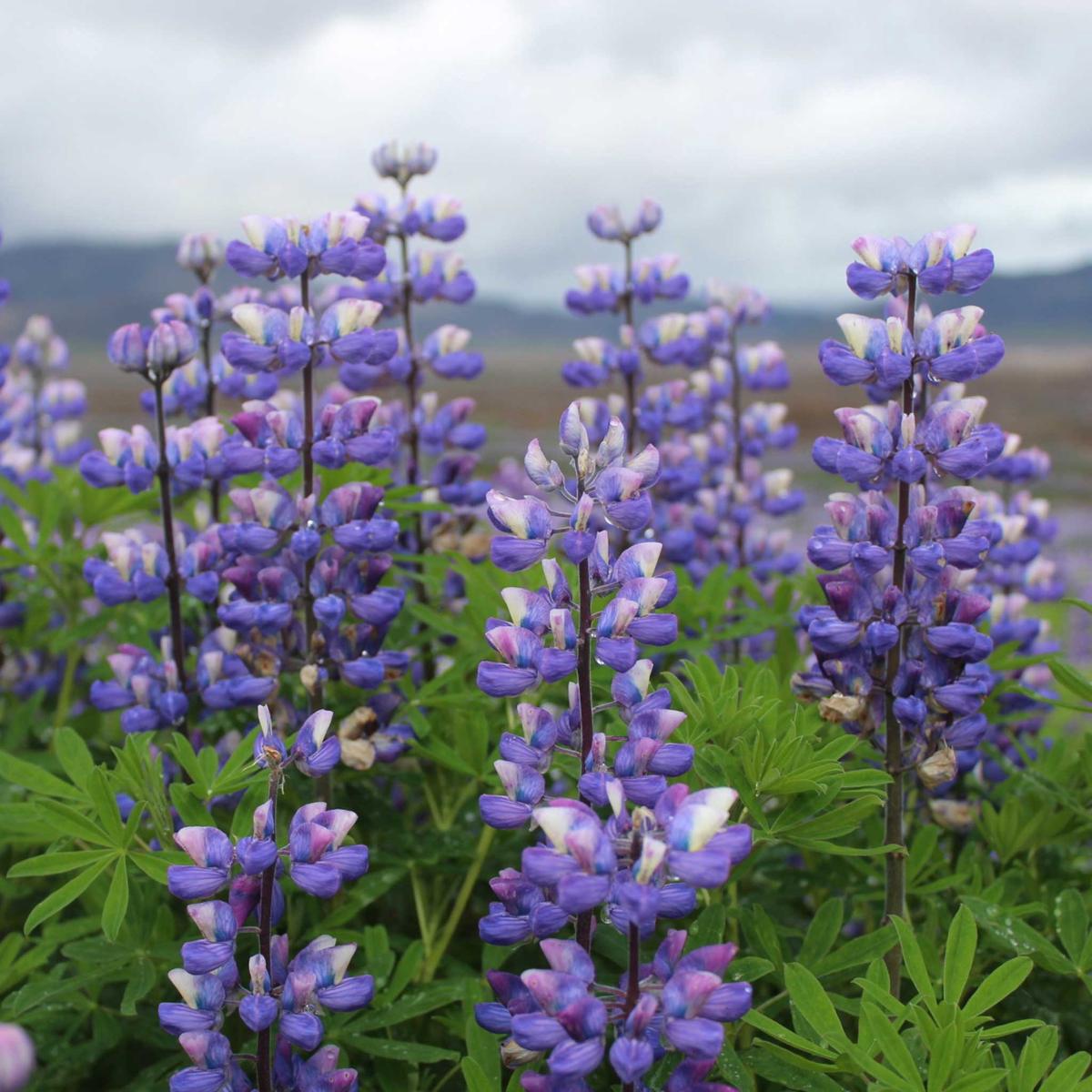 Bulk Arroyo Lupine Seeds