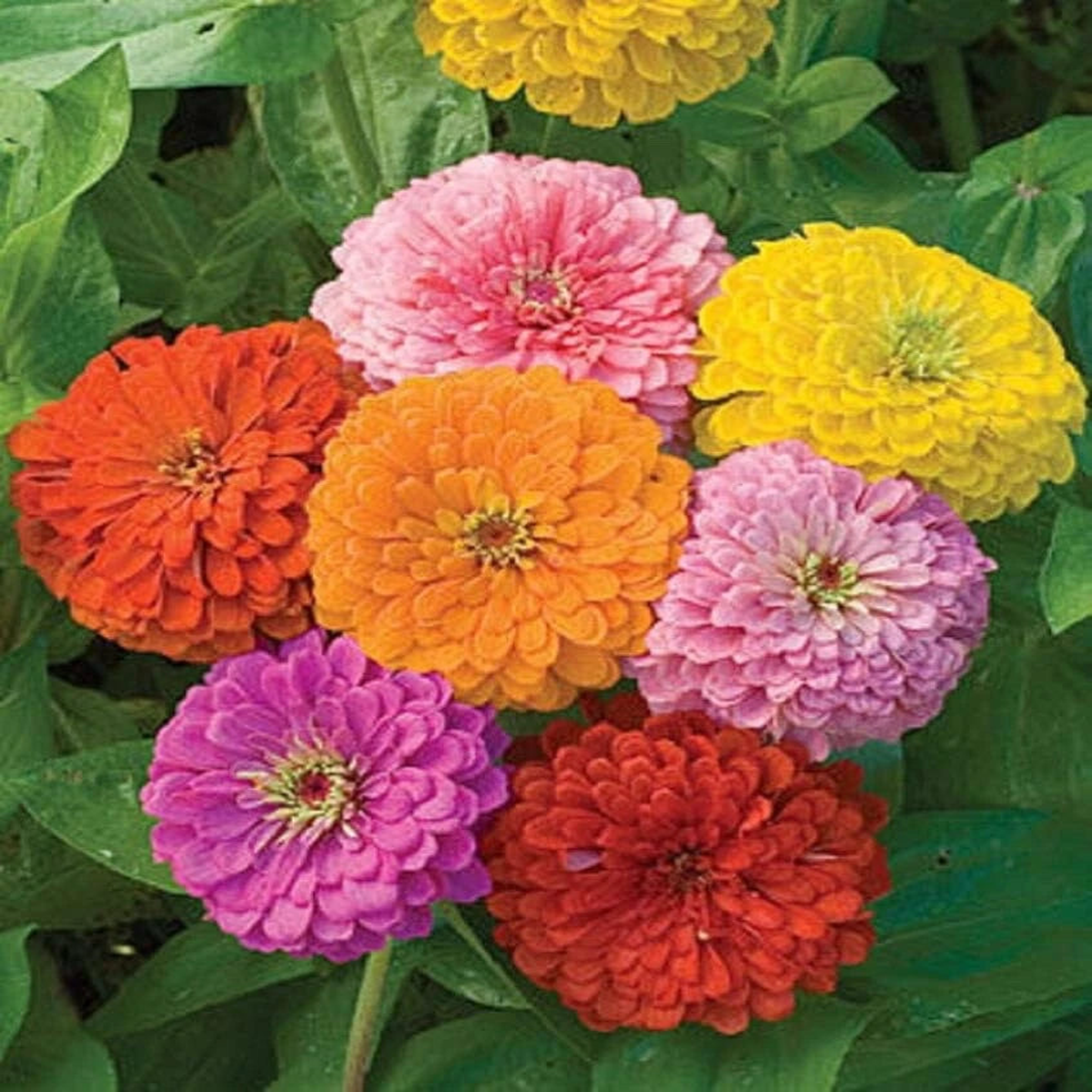 California Giant Zinnia Mix Seeds Heirloom, Non-GMO, High Germination Organic Garden Seeds