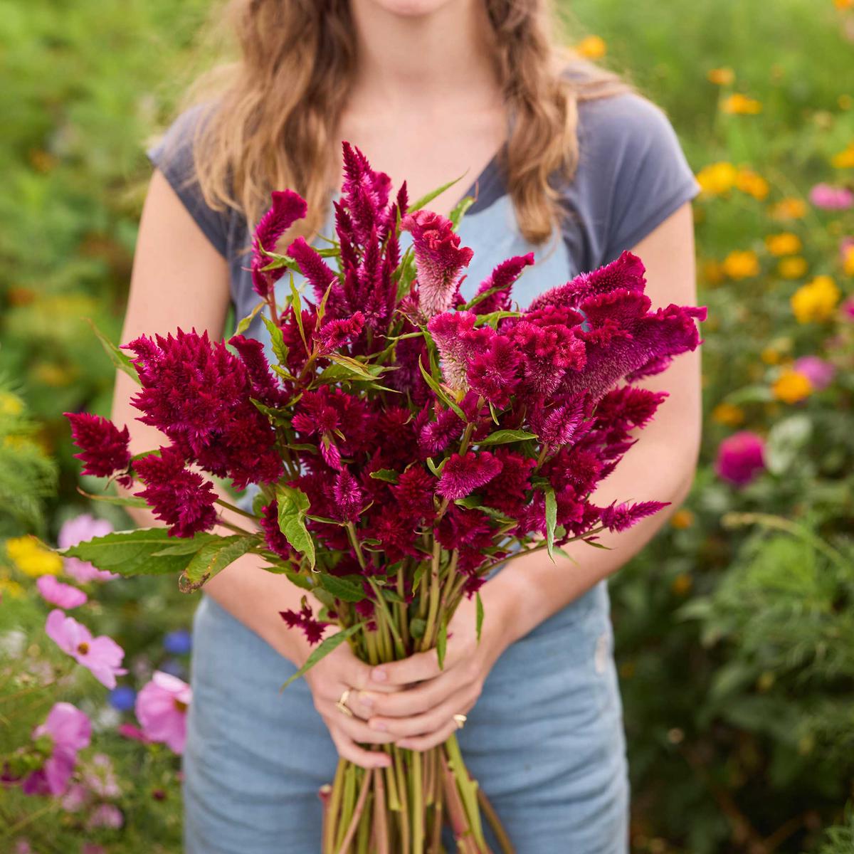 Celosia Seeds - Rooster Purple