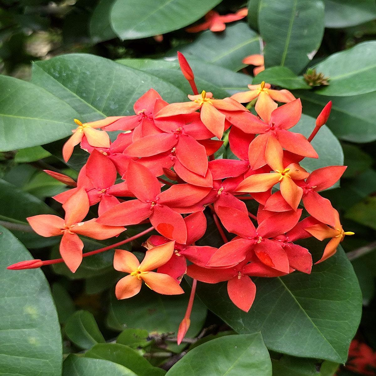 Coccinea Flower Seeds for Planting Heirloom Non-GMO, High Germination Organic Garden Seeds