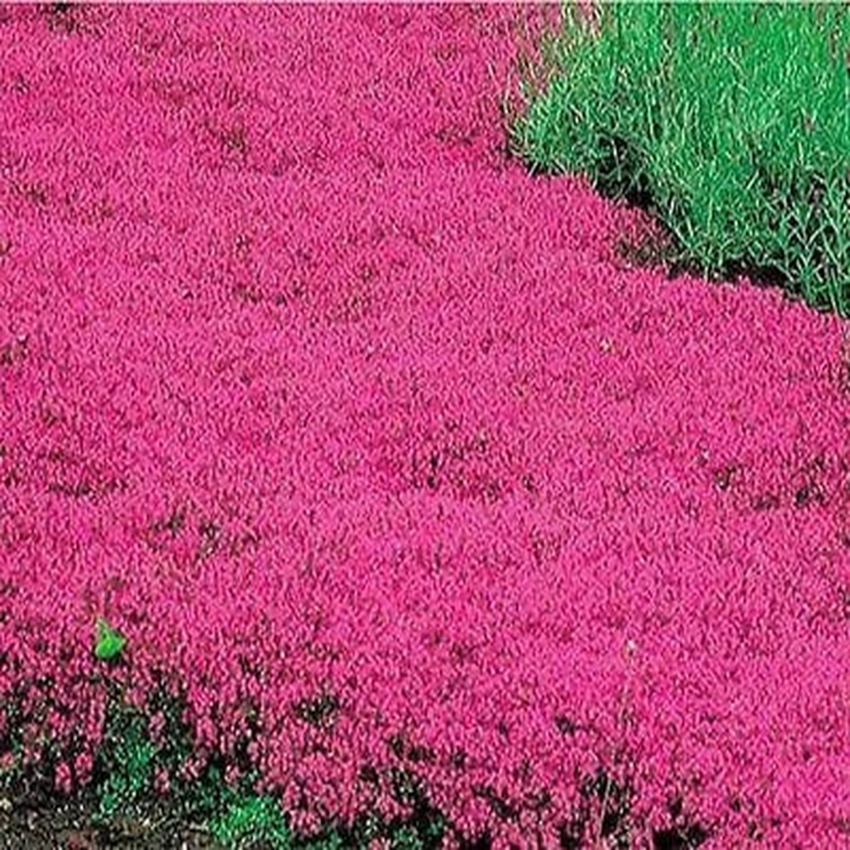 Creeping Thyme RED Groundcover Perennial Low HERB Fragrant USA Non-GMO Heirloom