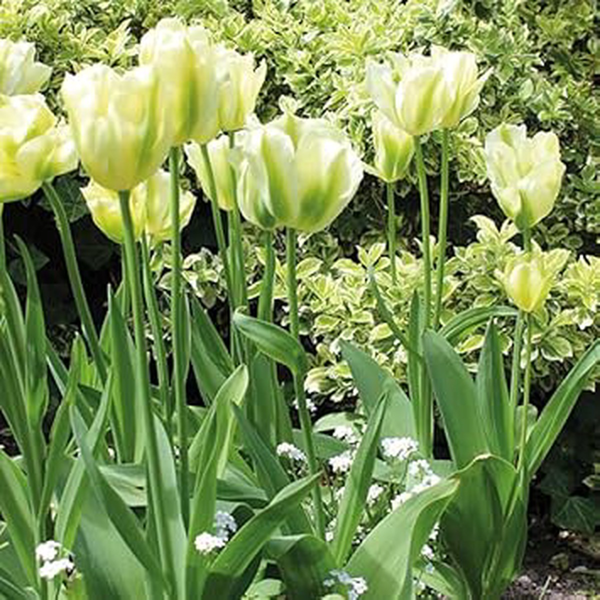 Dark Khaki Tulip Flower Seeds for Planting Heirloom Non-GMO Organic Garden Seeds with High Germination Vibrant Spring Blooms