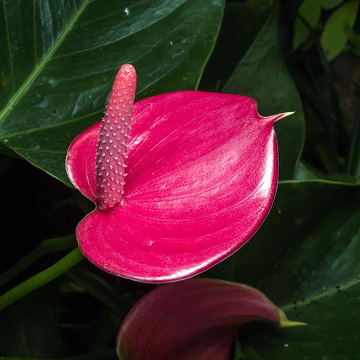 Dark Pink Anthurium Flower Seeds for Planting Seasonal Bloomer Heirloom & GMO Free Seeds for Home Garden Sale