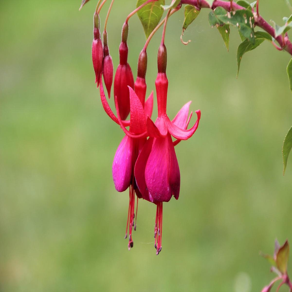 Dark Pink Fuchsia Flower Seeds for Planting Heirloom, Non-GMO, High Germination Organic Garden Seeds