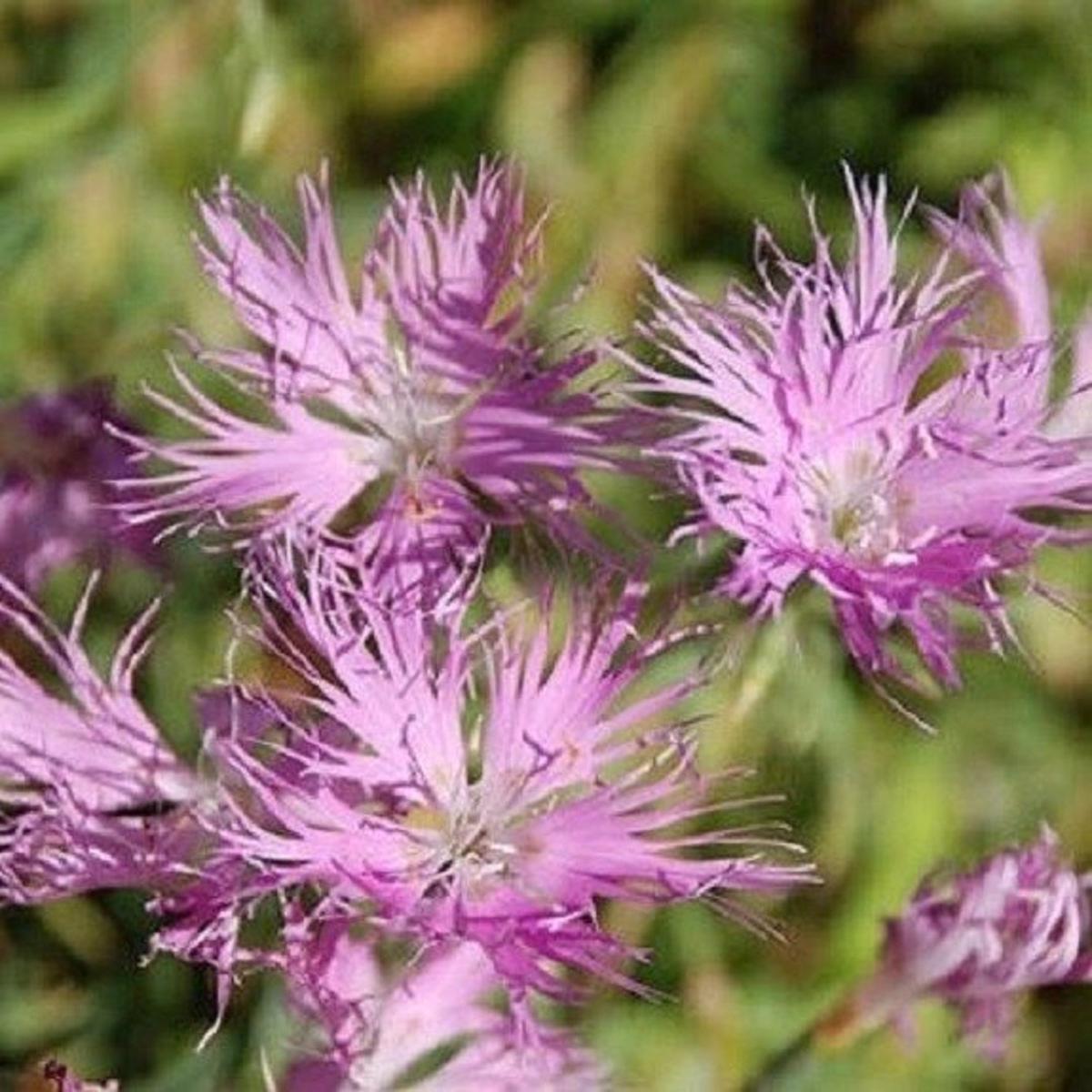 Dianthus Superbus Flower Seeds for Planting | Heirloom Non-GMO Organic Garden Seeds