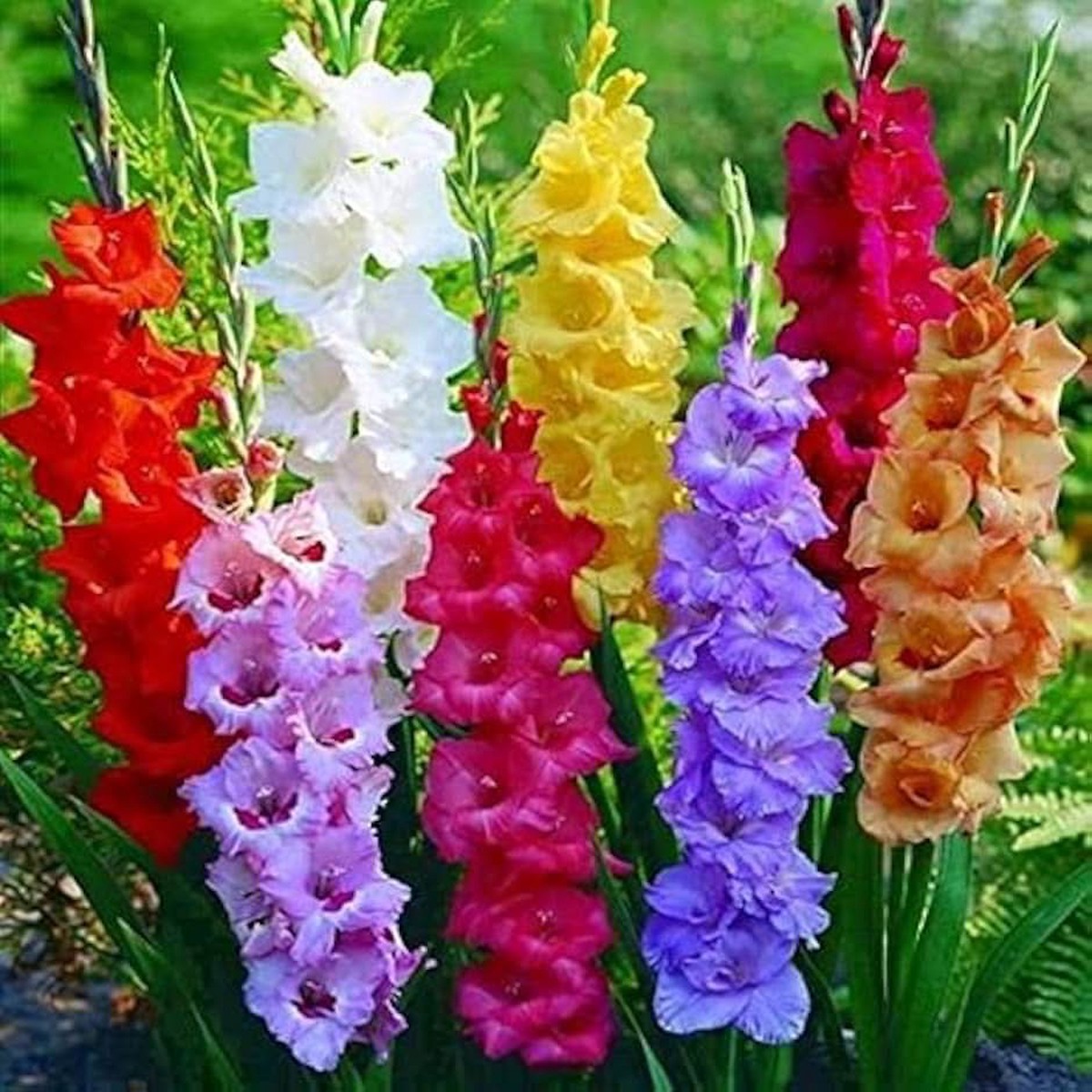 Different Perennial Gladiolus Plant Seeds Rare Sword Lily