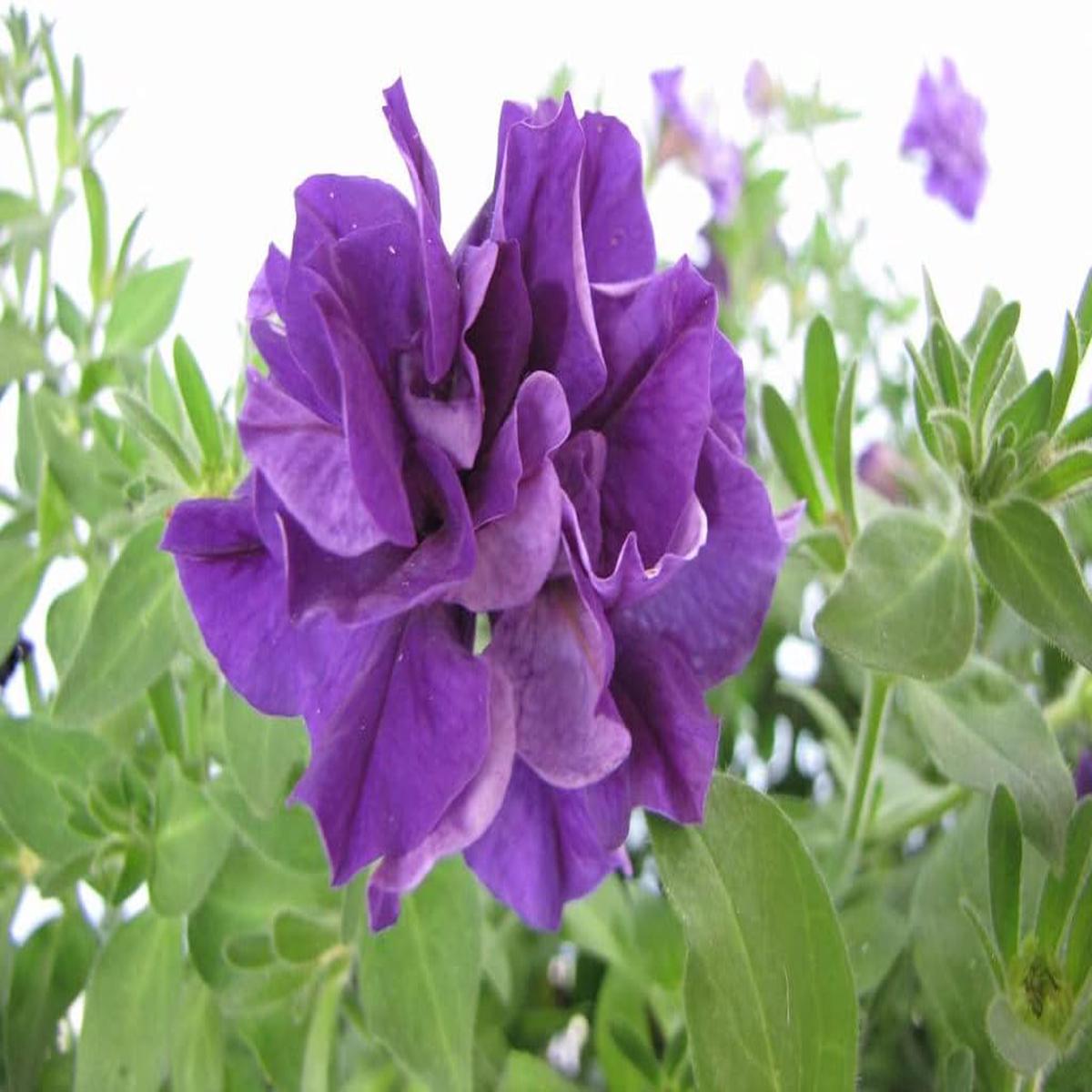 Double Violet Petunia Flower seeds for Planting - Cottage Garden Essential, Heirloom & GMO Free Seeds for Home Garden