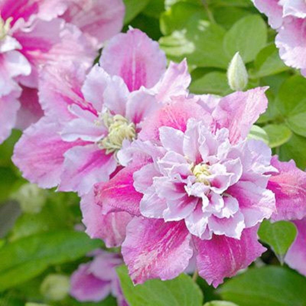 Double White-Pink Clematis Flower Seeds for Planting Heirloom, Non-GMO, Easy to Grow, Perennial