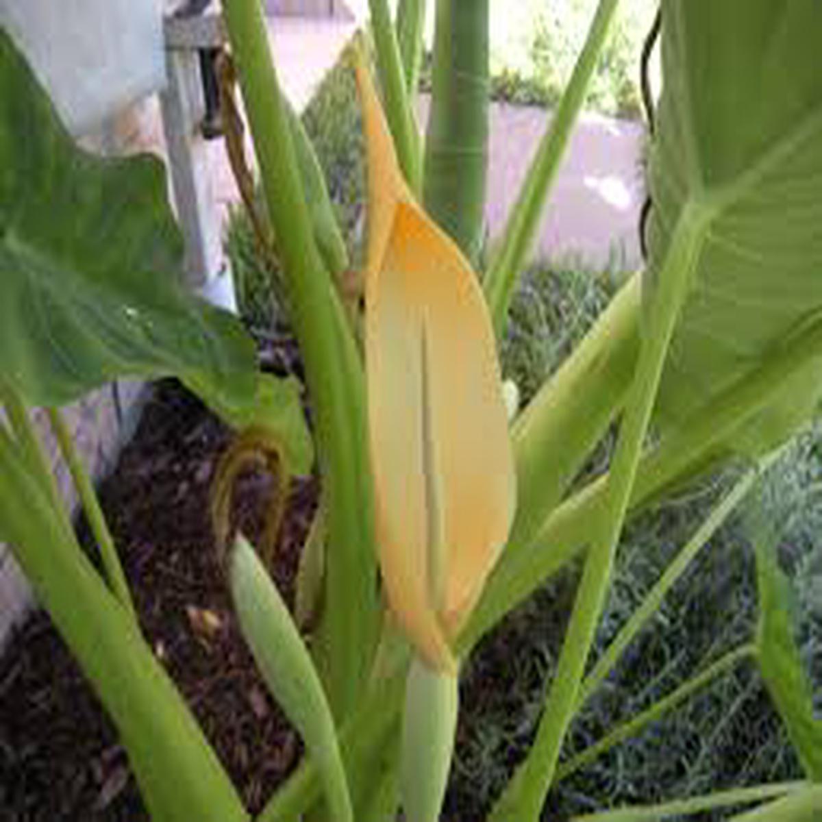 Elephants Ear Flower Seeds for Planting Heirloom, Non-GMO, High Germination Organic Garden Seeds (100pcs)