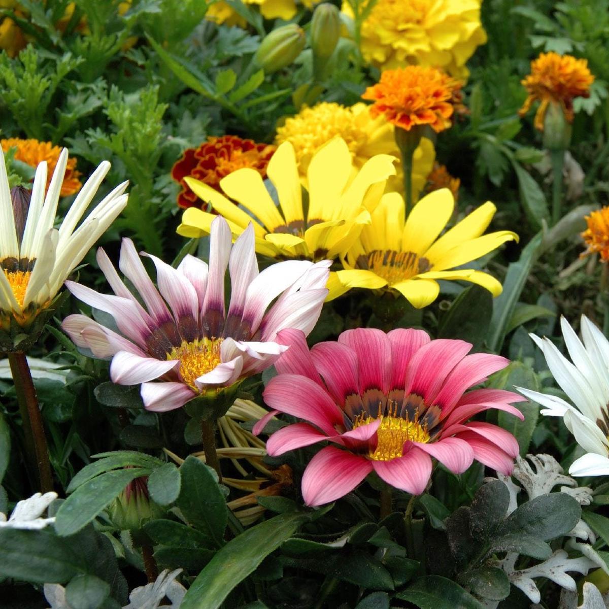Gazania Flower Seeds for Planting Heirloom, Non-GMO, Drought-Tolerant, Annual Blooms