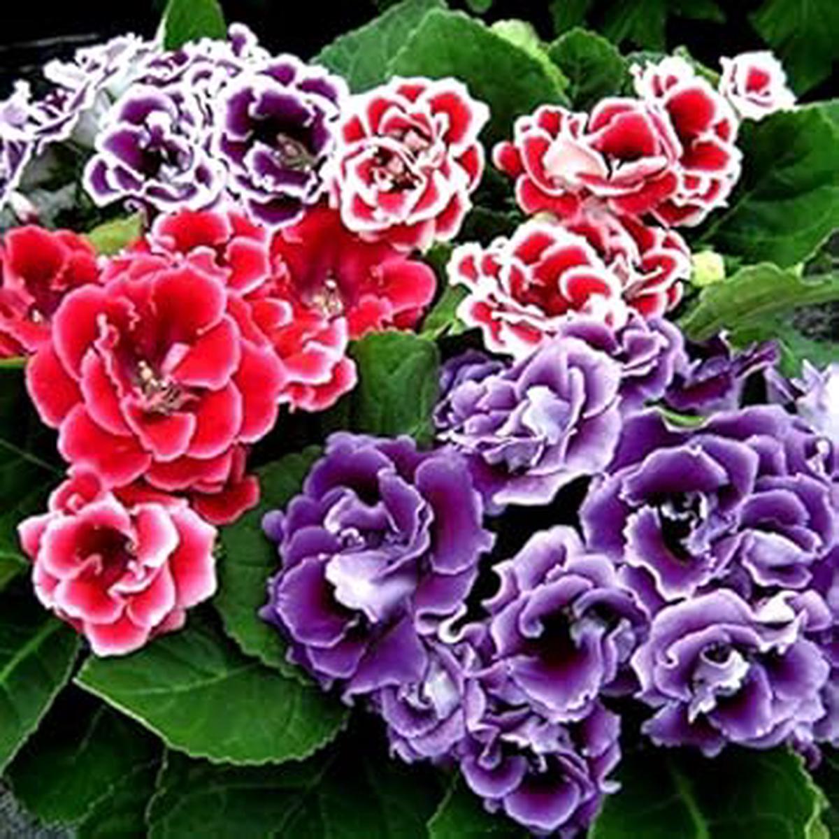Gloxinia Flower - Heirloom, Non - Gmo Seeds