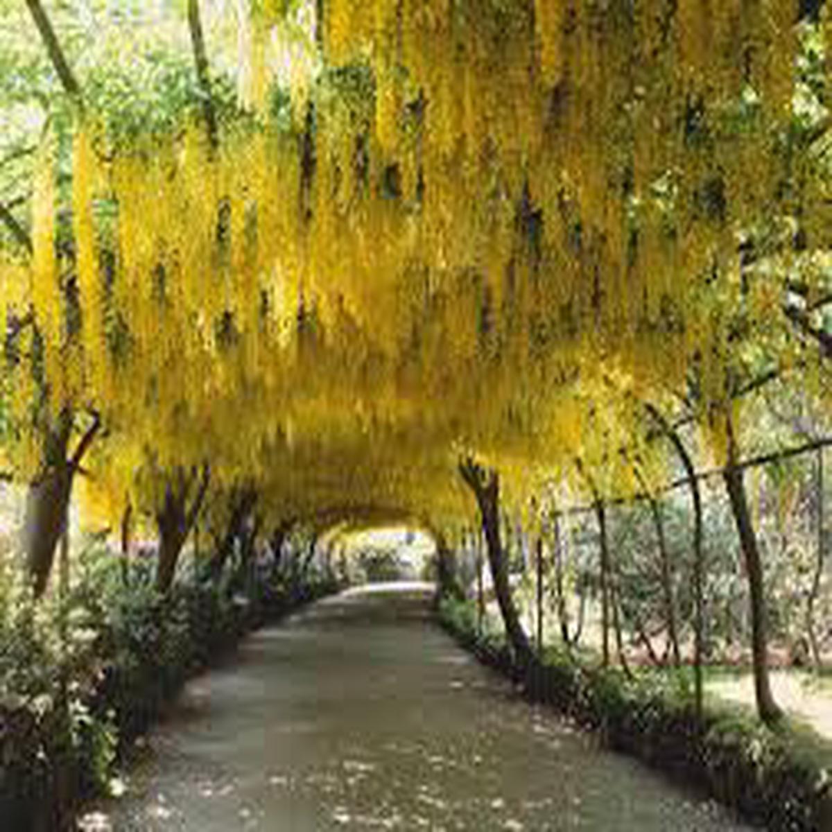 Golden Chain Tree Gemeine Goldregen Planting Flowering Tree Flower Seeds Home Garden