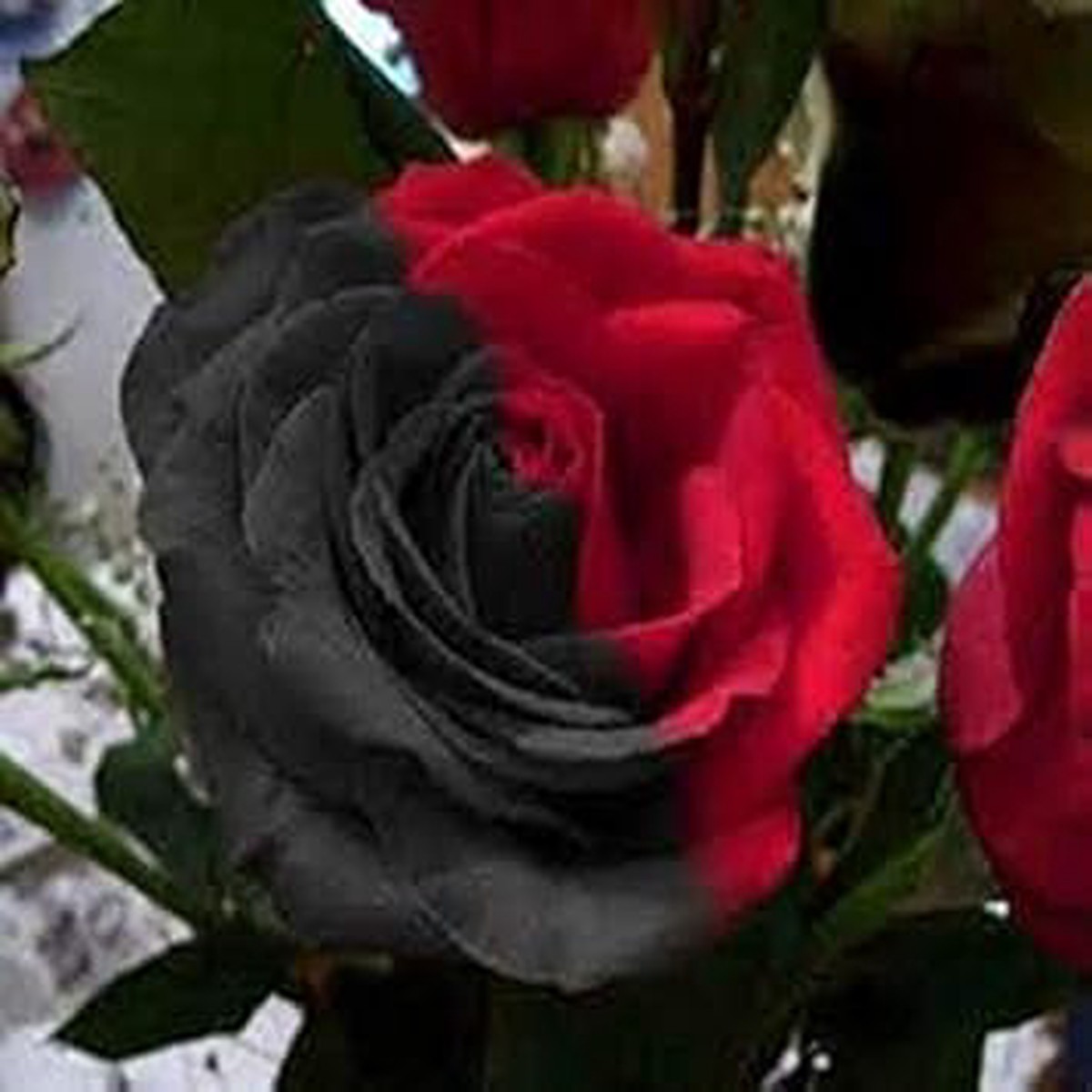 Gray Red Rare Rose Flower Seeds for Planting | Heirloom, Non-GMO Organic Garden Seeds with High Germination