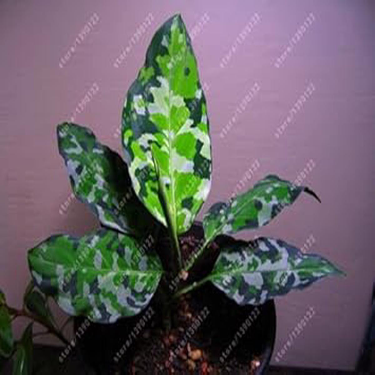 Green Aglaonema Flower seeds for Planting - Cottage Garden Essential, Heirloom & GMO Free Seeds for Home Garden