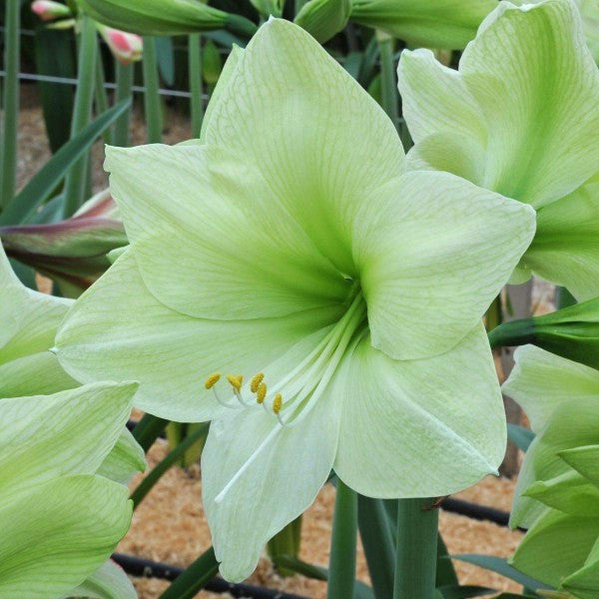 Green Amaryllis Flower Seeds for Planting Heirloom, Non-GMO, High Germination Organic Garden Seeds