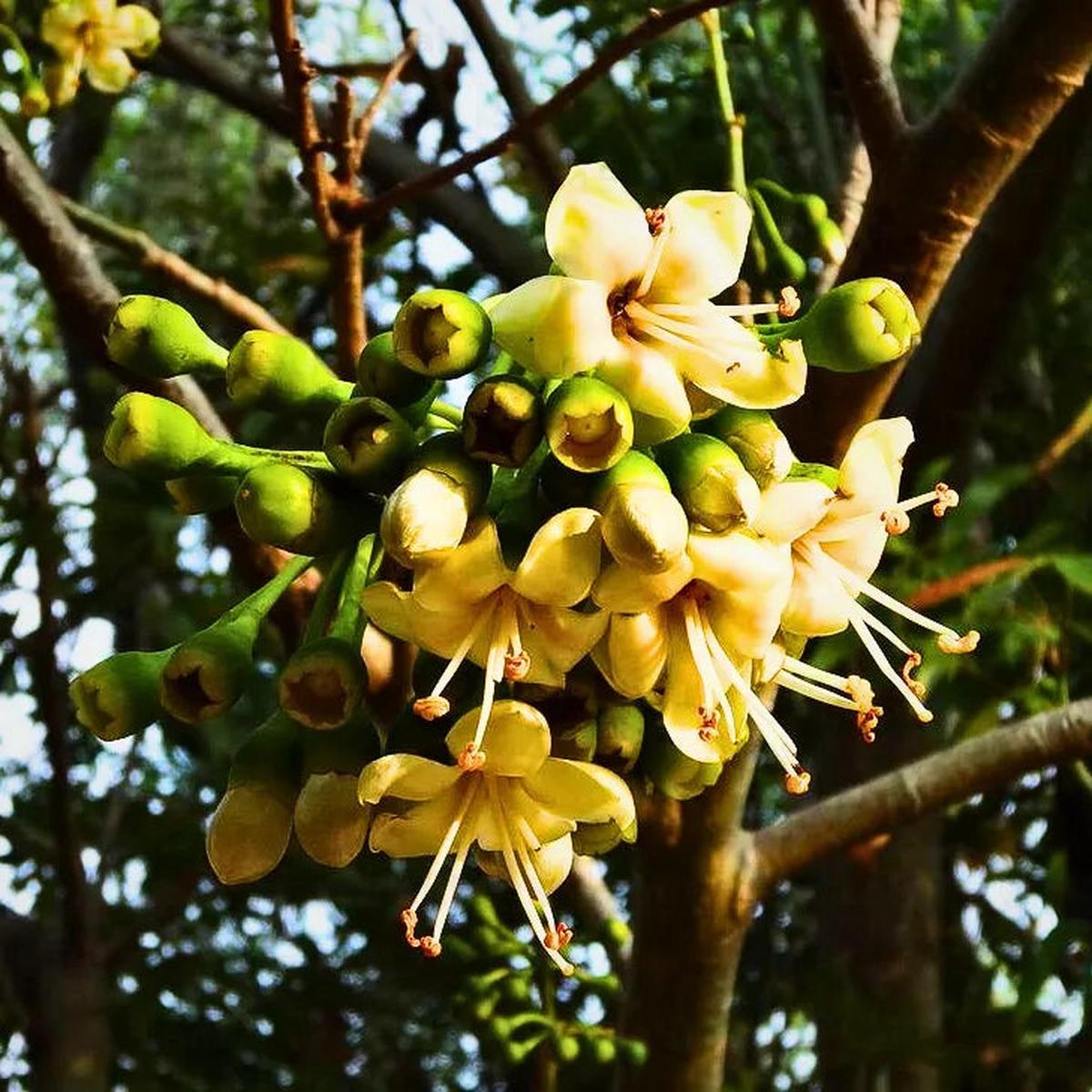 Green Ceiba Pentandra Flower seeds for Planting - Perfect for Borders, Heirloom & GMO Free Seeds for Home Garden Sale