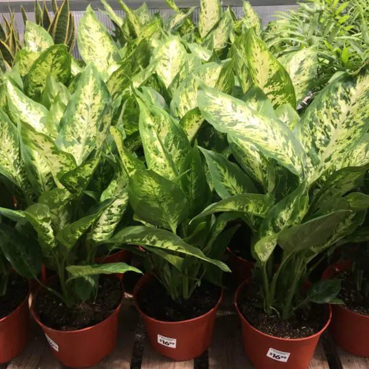Green Sansevieria Flower seeds for Planting - Wildflower Mix, Heirloom & GMO Free Seeds for Home Garden