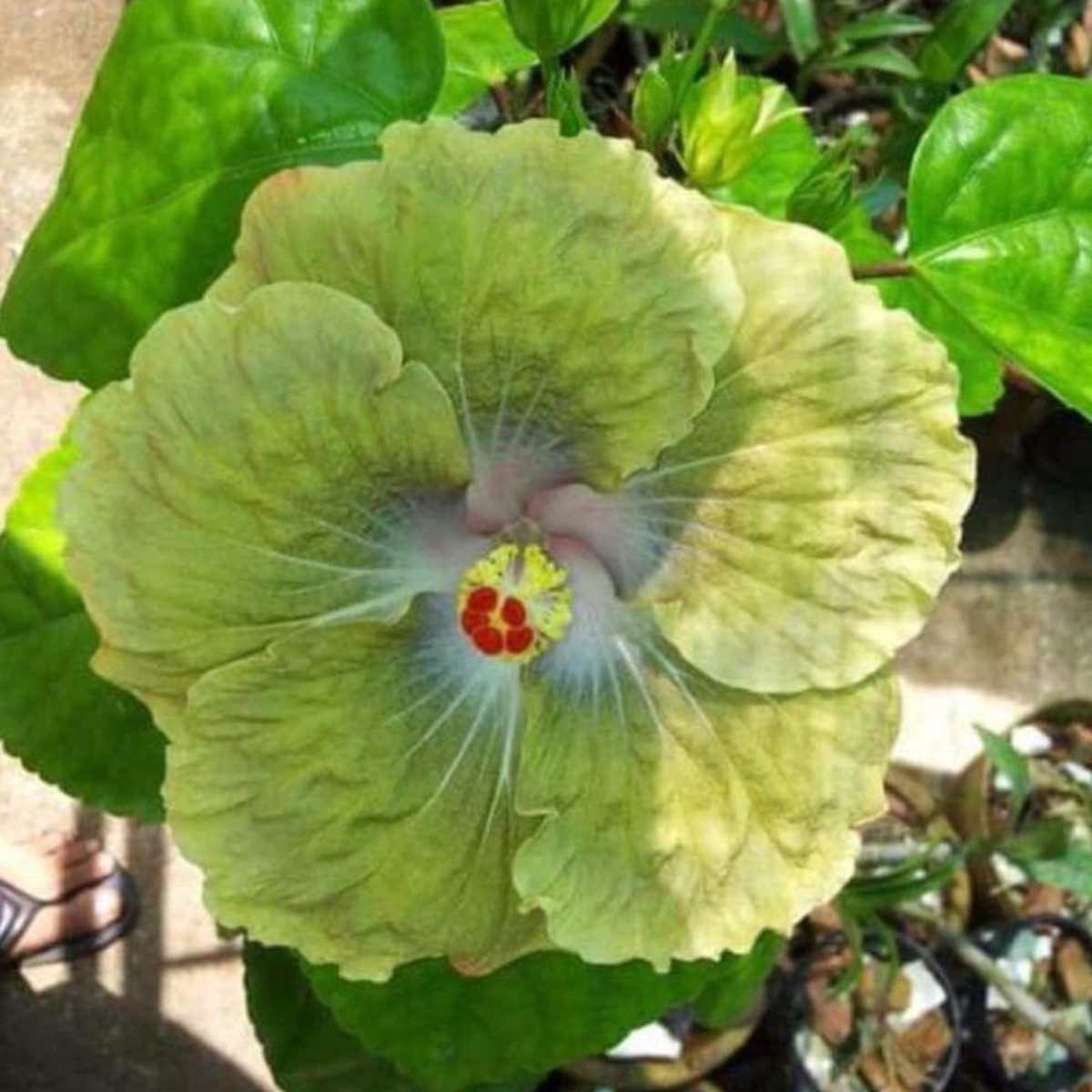 Green Yellow Hibiscus Flower Seeds Heirloom, Non-GMO, Perennial, Tropical Variety