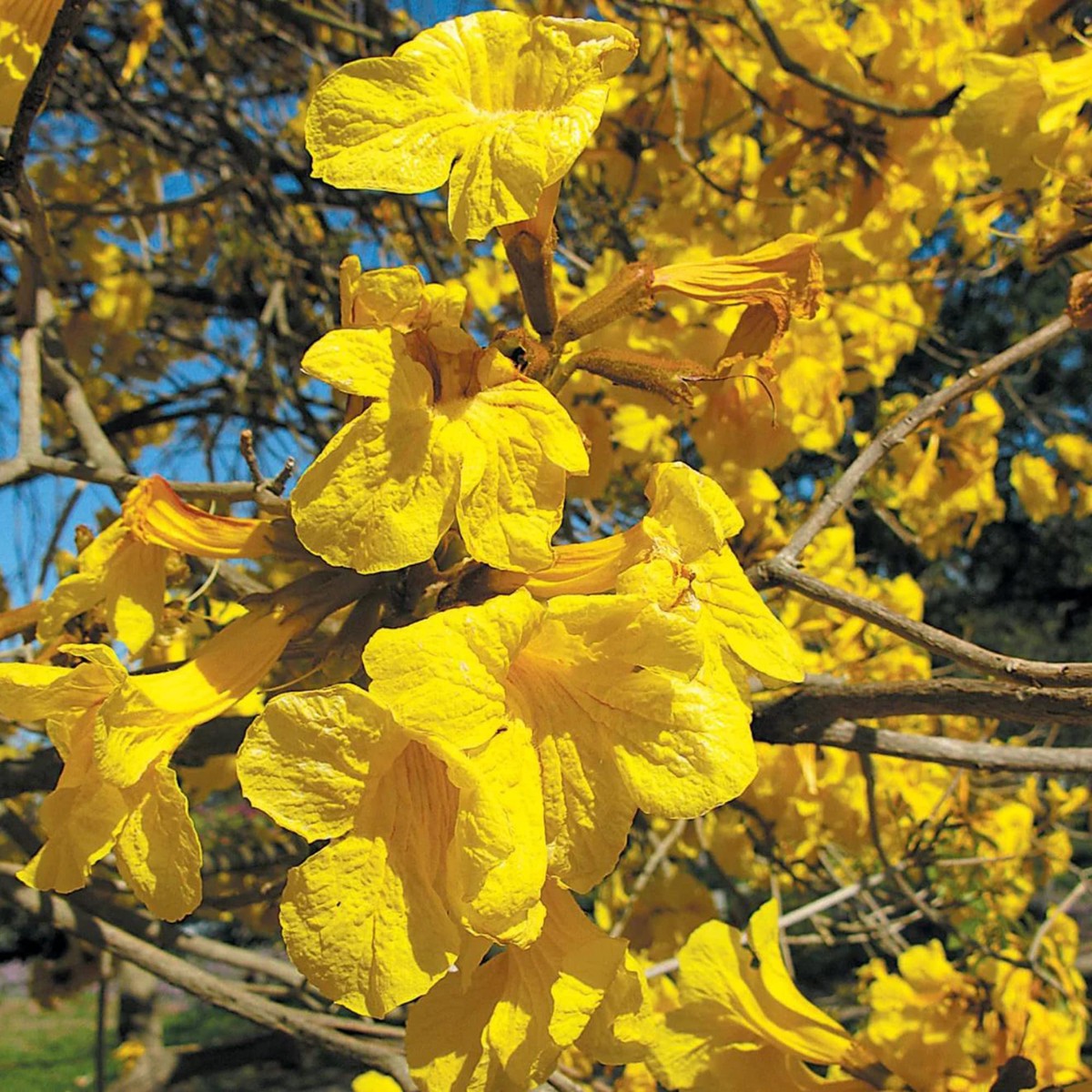 Handroanthus chrysotrichus (Golden Trumpet Tree) Flower Seeds for Planting Heirloom, Non-GMO, Perennial Tree