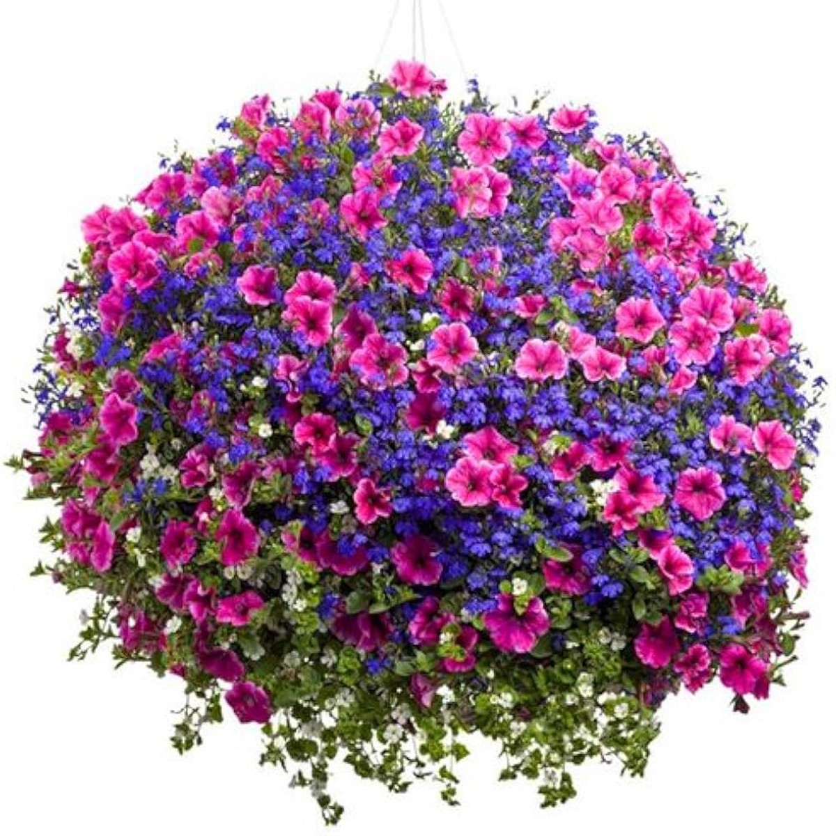 Hanging Petunia Melissa Original Seeds
