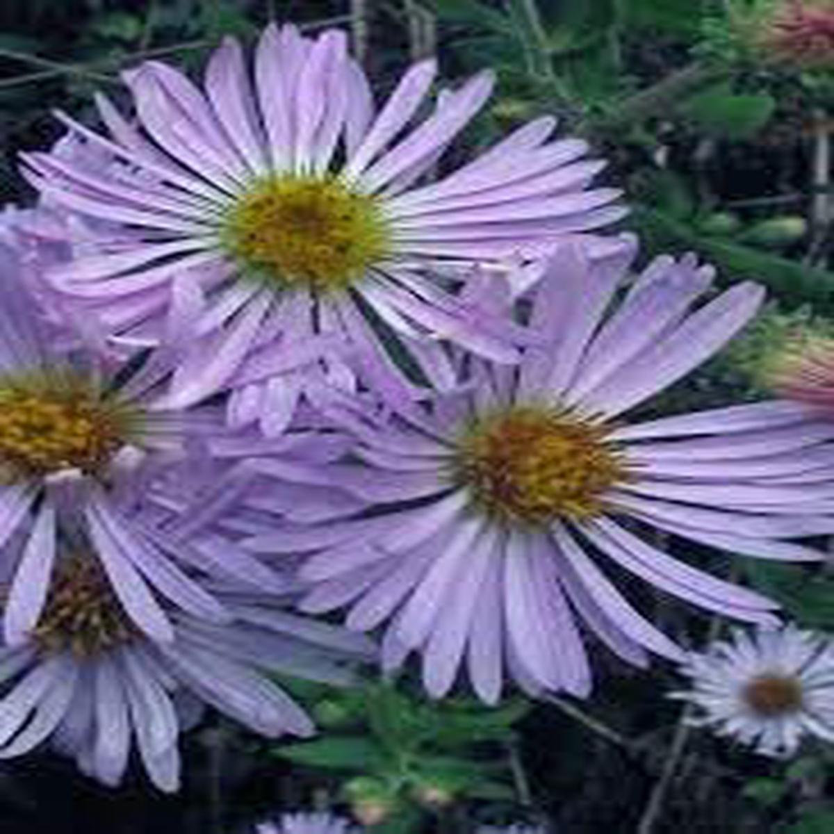 Heirloom Climbing Aster Flower Seeds for Planting Non-GMO, Perennial Blooming Seeds