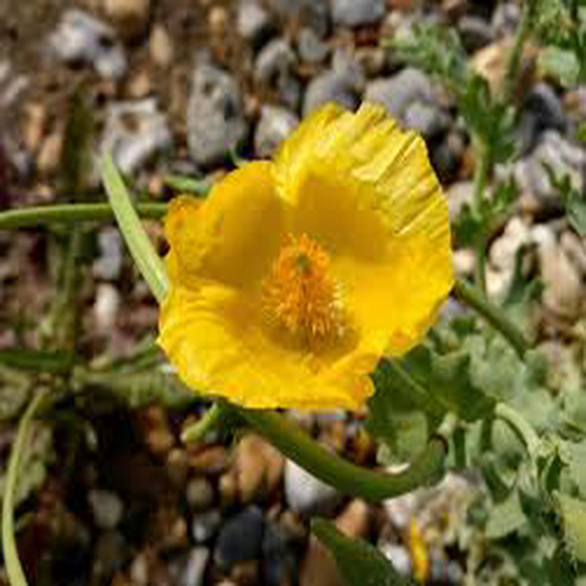 Heirloom Glaucium Flavum Flower Seeds for Planting Non-GMO, Organic Garden Seeds with High Germination