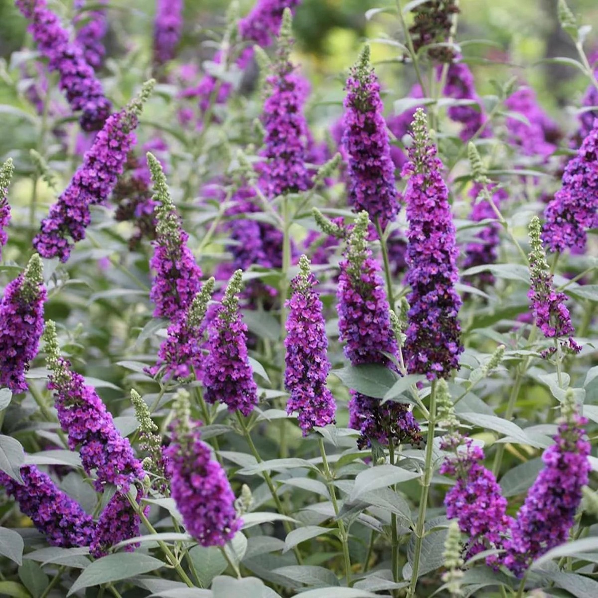 Heirloom Knight Butterfly Bush Flower For Planting Non Gmo Flower Seeds for Home Garden Planting,