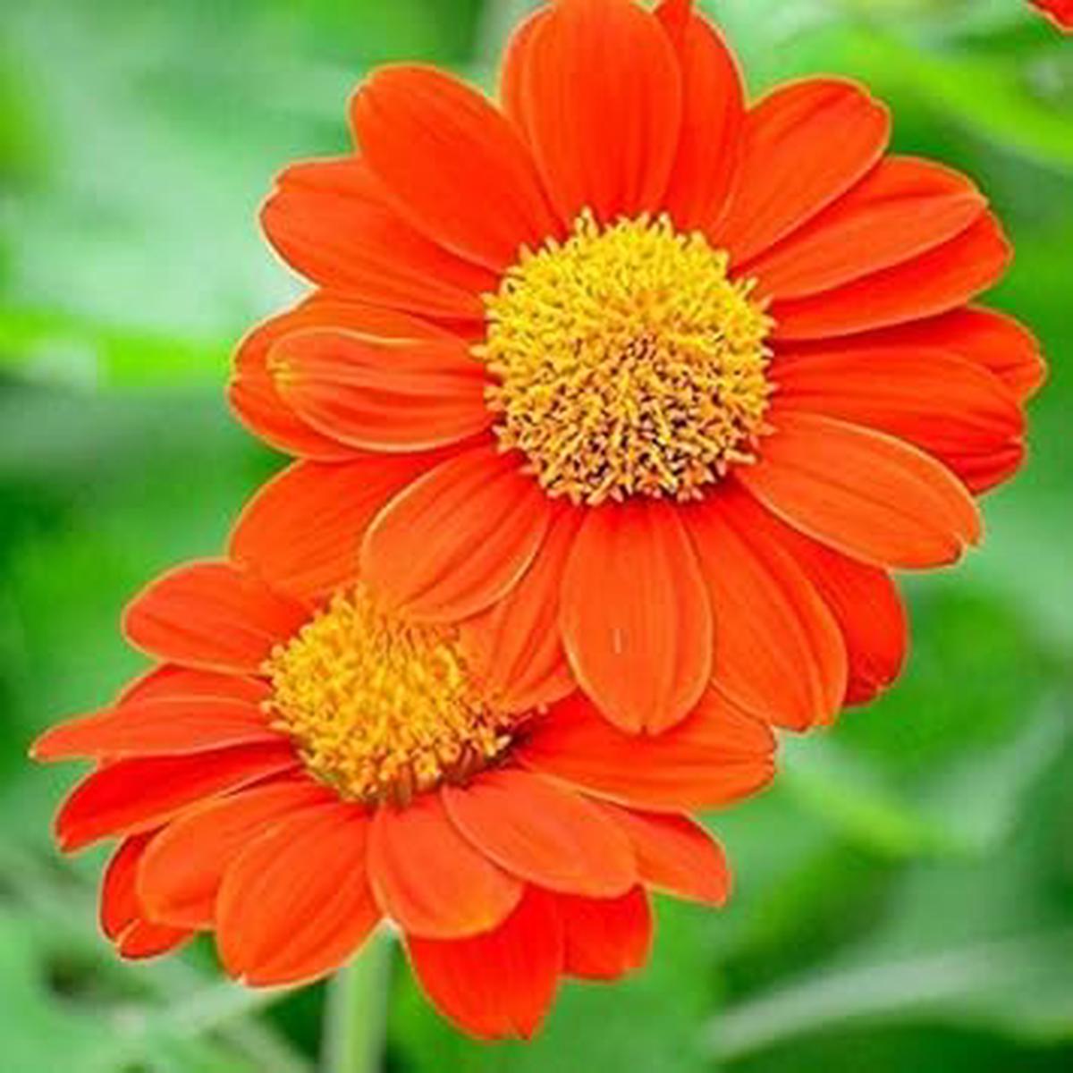 Heirloom Mexican Flower Seeds, Non-GMO Vibrant Blooms for Colorful Garden Planting