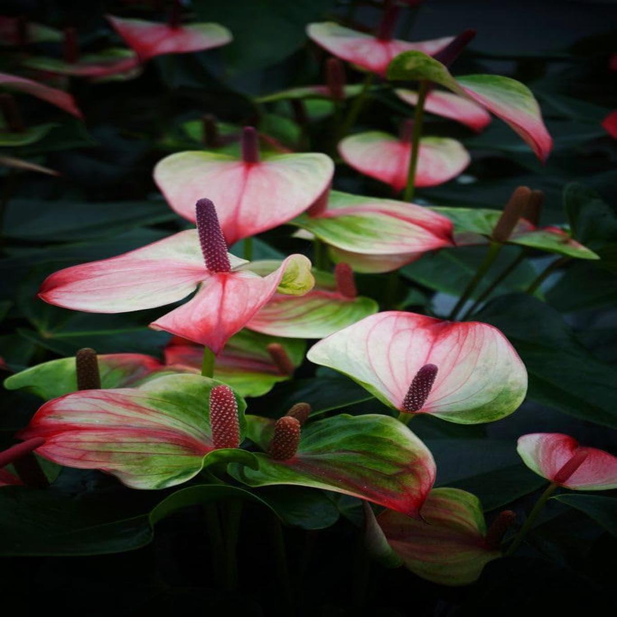 Heirloom Non-GMO Anthurium Andraeanum Flower Seeds Green Pink Exotic Blooms for Planting