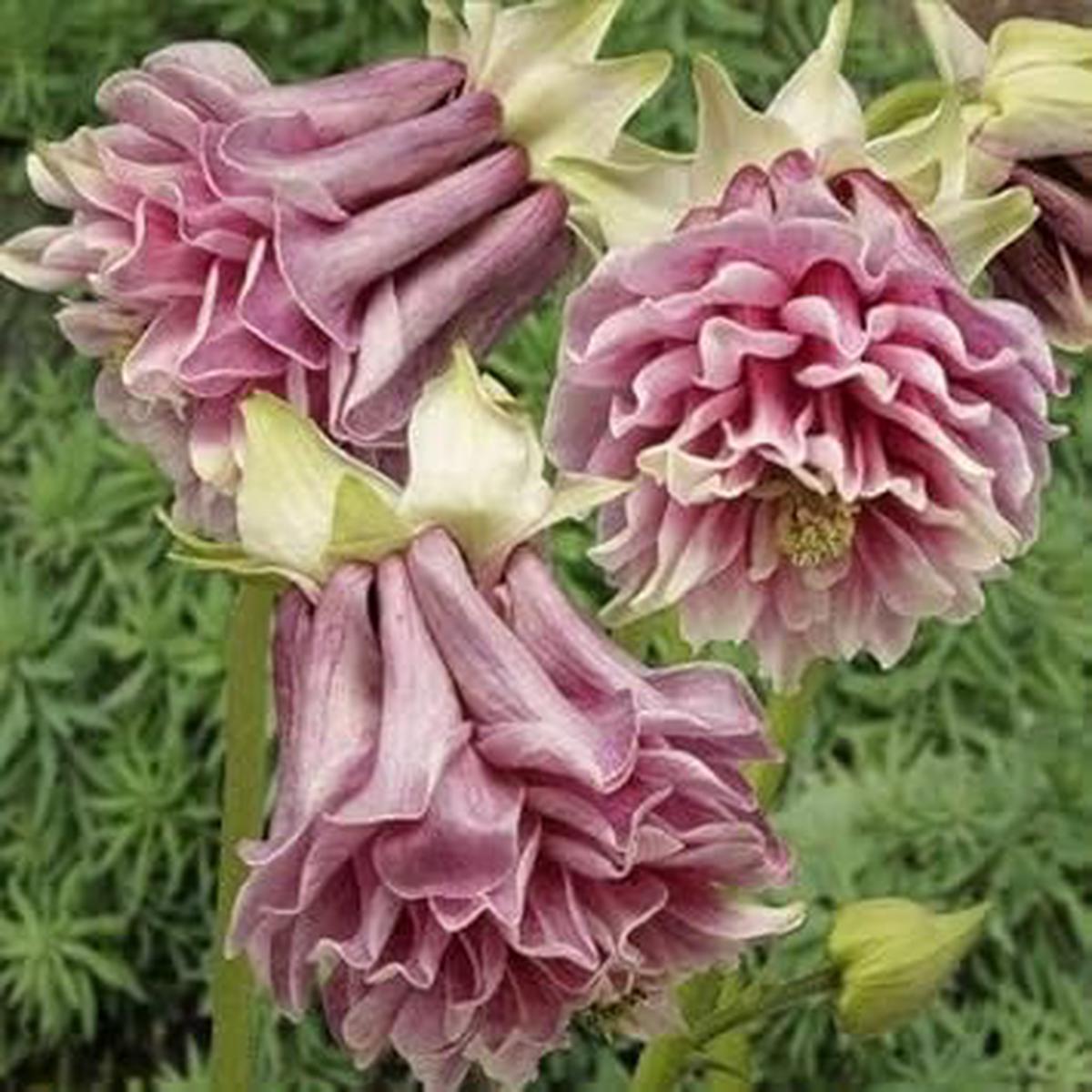 Heirloom Non-GMO Aquilegia Flower Seeds Pink Organic Garden Seeds for Planting with High Germination