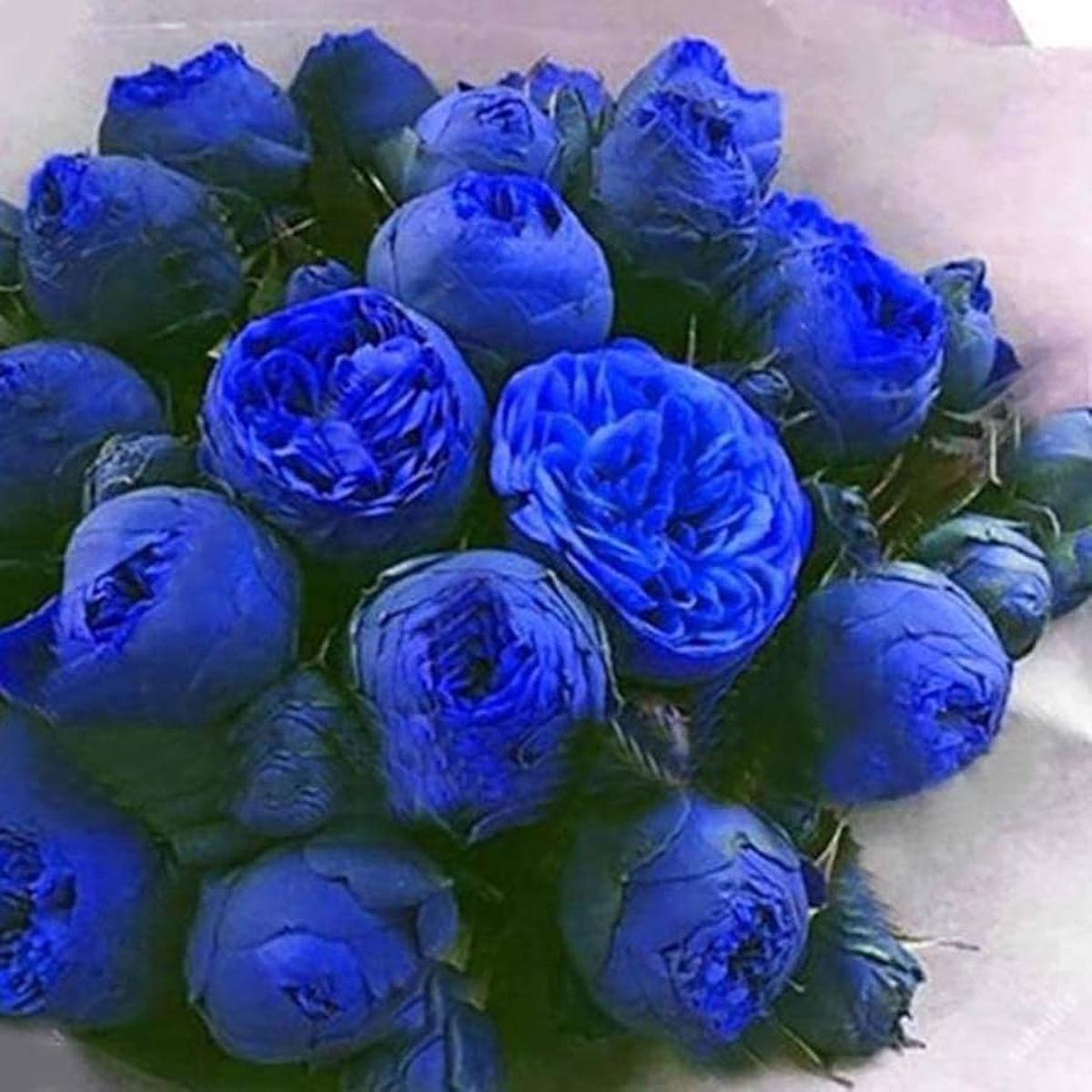 Heirloom Non-GMO Blue Ranunculus Flower Seeds High Germination Seeds for Planting Elegant Vibrant Garden Blooms