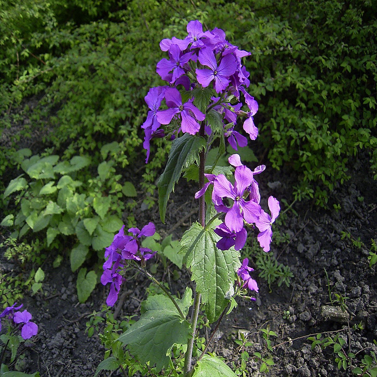 Heirloom Non-GMO Honesty Flower Seeds for Planting Unique Garden Blooms | High Germination