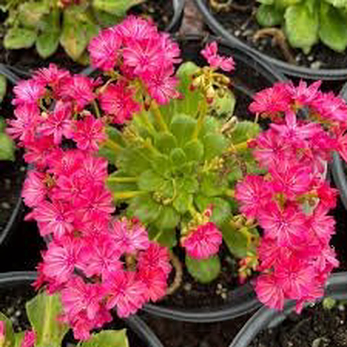 Heirloom Non Gmo Lewisia Flower For Planting Drought Tolerant Rock Garden Blooms Flower Seeds for
