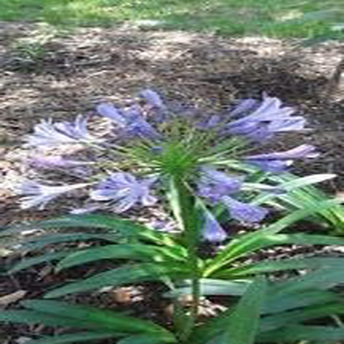 Heirloom Non-GMO Light Blue Agapanthus Flower Seeds for Garden Planting Fresh Lily-Like Blooms