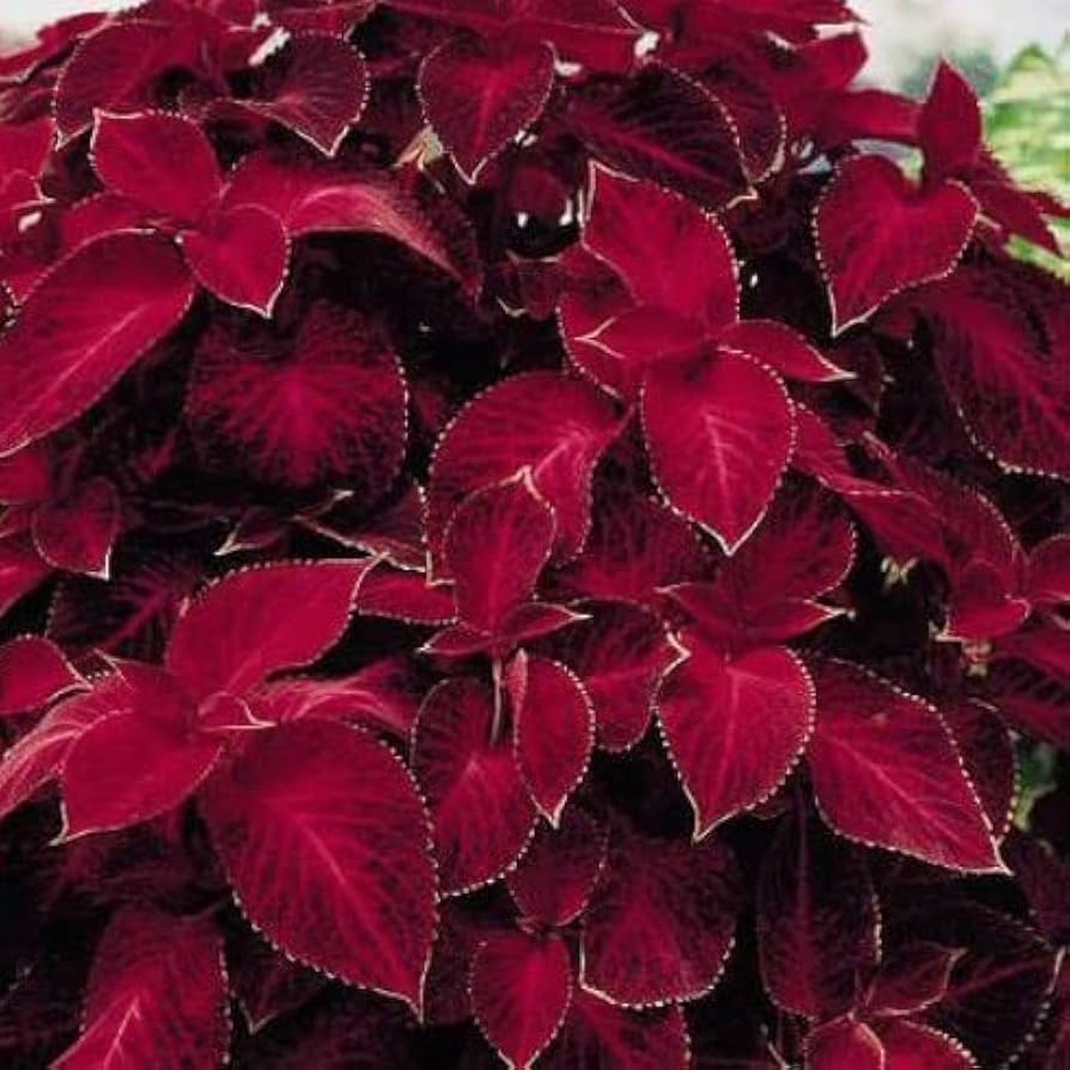 Heirloom Non-GMO Maroon Coleus Plant Seeds for Planting Colorful Foliage Garden Seeds