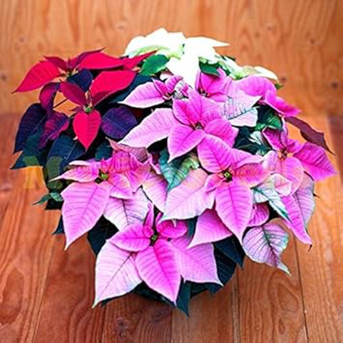Heirloom Non-GMO Mixed Poinsettia Flower Seeds for Planting Colorful Festive Blooming Seeds