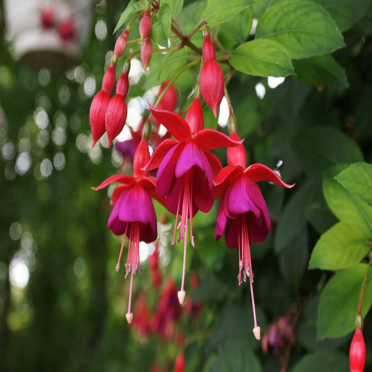 Heirloom Non-GMO Pink Red Fuchsia Flower Seeds for Planting Organic Garden Seeds with High Germination