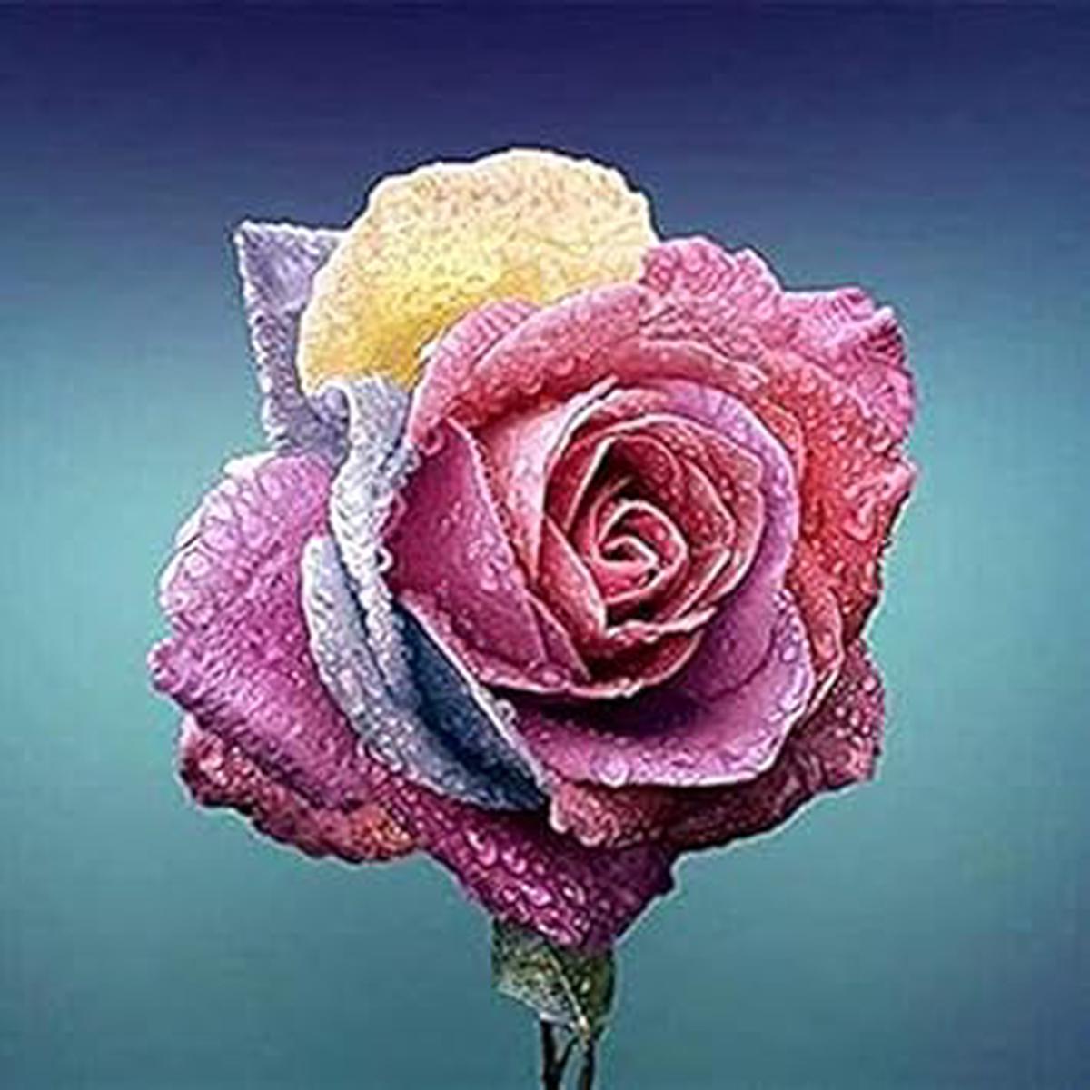 Heirloom Non-GMO Rainbow Rose Flower Seeds for Planting High Germination Organic Garden Multicolor Blooms