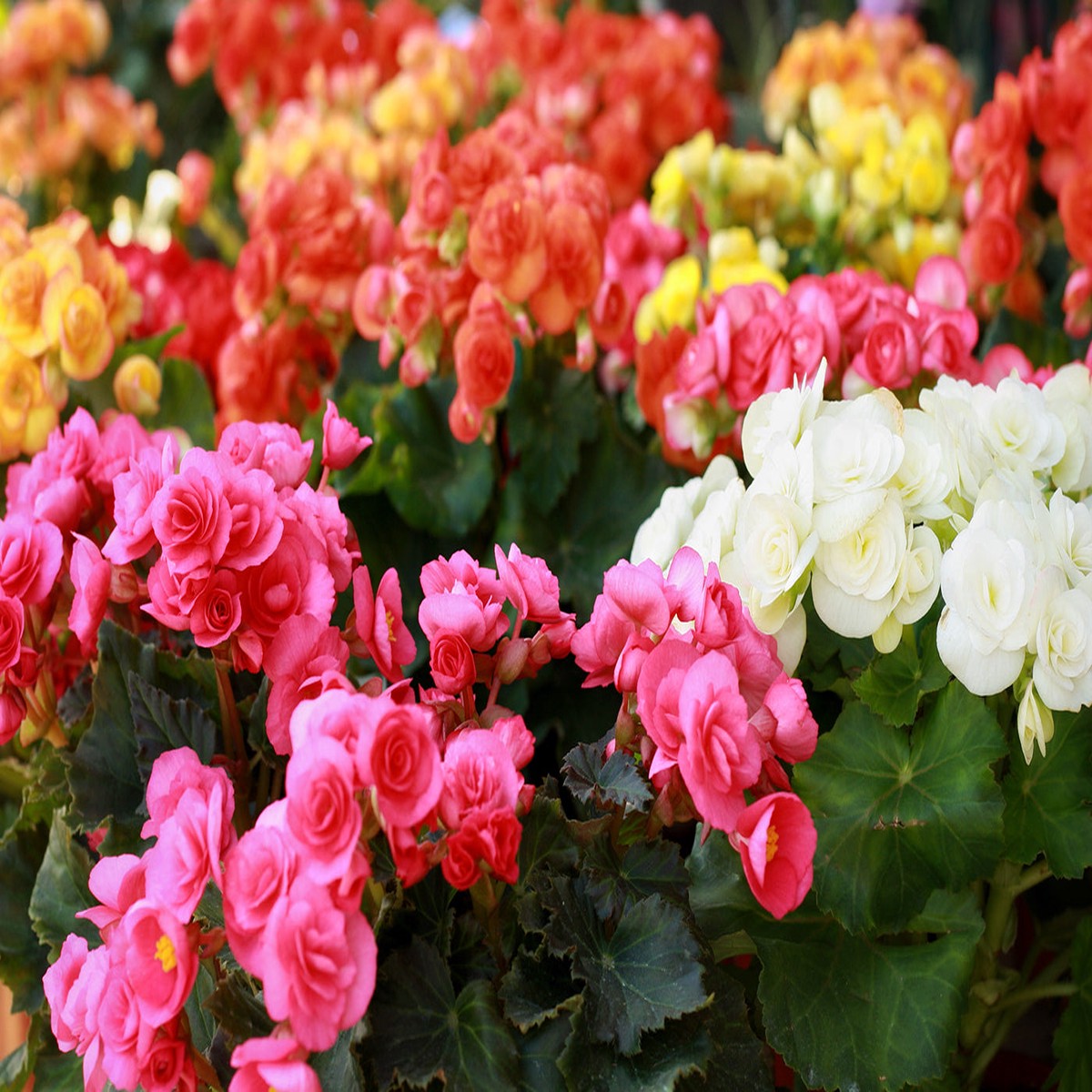 Heirloom Non-GMO Rieger Begonia Flower Seeds for Planting Vibrant Shade-Loving Garden Blooms